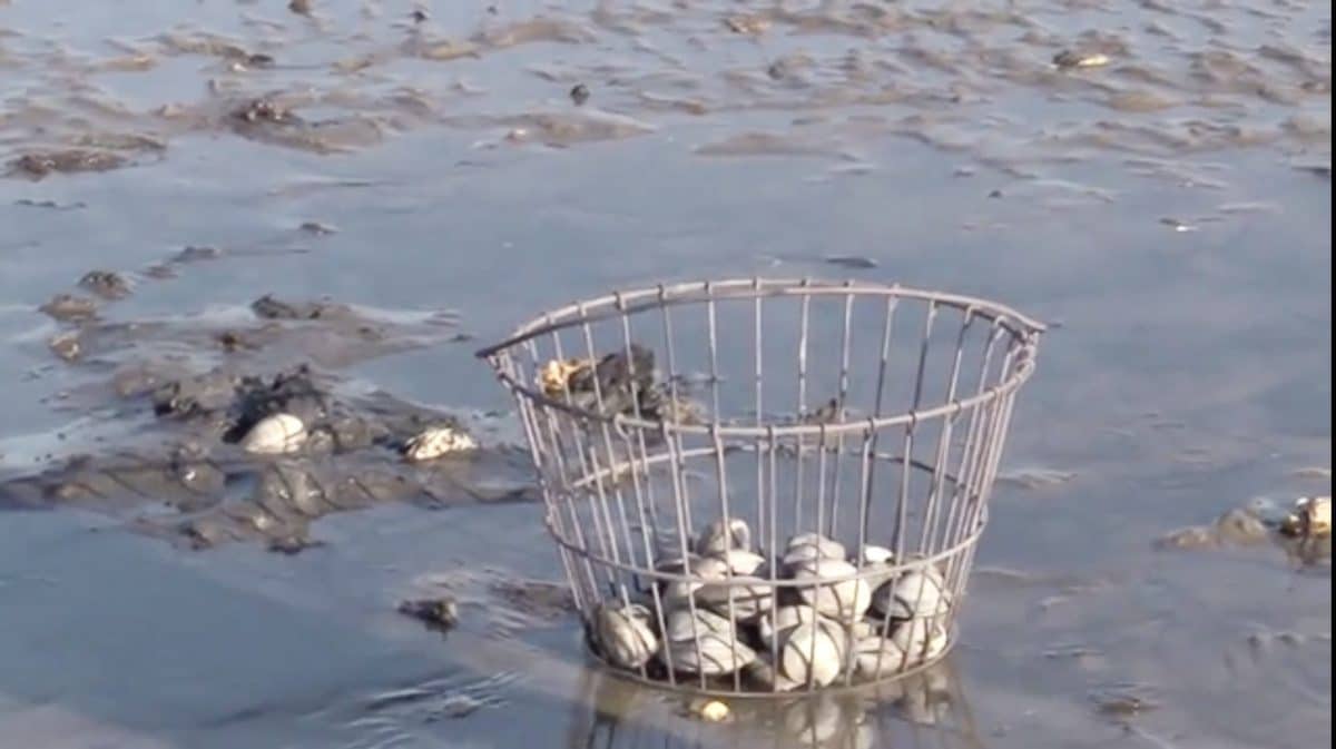 clam basket